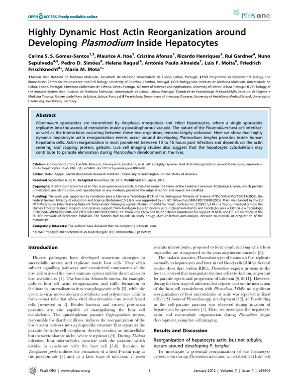 Highly dynamic host actin reorganization around developing Plasmodium inside hepatocytes