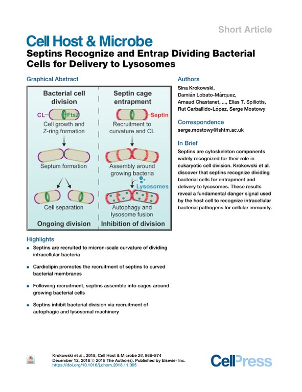 Septins recognize and entrap dividing bacterial cells for delivery to lysosomes