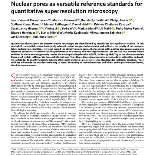 Nuclear-Pores as references