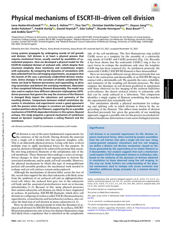 Physical mechanisms of ESCRT-III–driven cell division