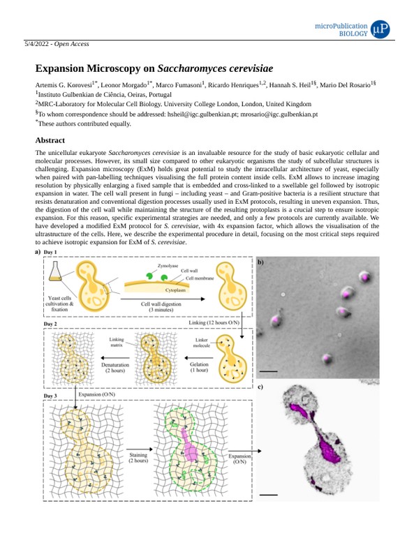 Expansion Microscopy on Saccharomyces cerevisiae
