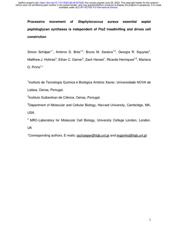 Processive movement of Staphylococcus aureus essential septal peptidoglycan synthases is independent of FtsZ treadmilling and drives cell constriction