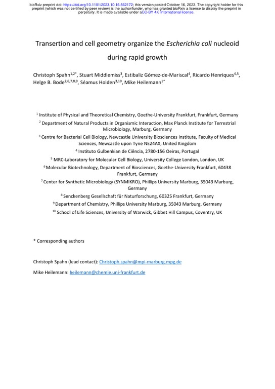 Transertion and cell geometry organize the <i>Escherichia coli</i> nucleoid during rapid growth