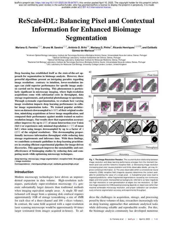 ReScale4DL - Balancing Pixel and Contextual Information for Enhanced Bioimage Segmentation