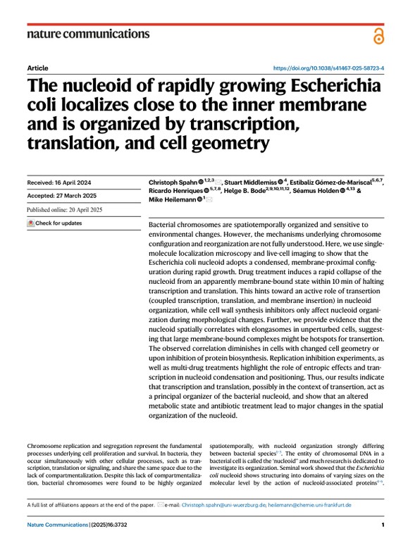 The nucleoid of rapidly growing Escherichia coli localizes close to the inner membrane and is organized by transcription, translation, and cell geometry